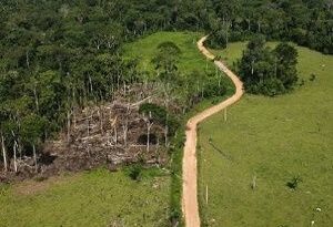La deforestación en la Amazonía brasileña cayó un 31% este año