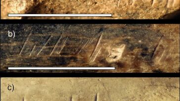 Los científicos volvieron a analizar la tibia y encontraron marcas hechas con herramientas de piedra.