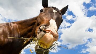 Los caballos tienen distintas expresiones faciales de decepción y frustración, según un estudio