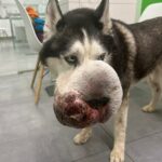 El husky siberiano de seis años padecía un tumor en el hocico tan grande que le impedía ver y respirar con facilidad