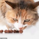 Puede parecer que su gato tiene una extraña habilidad para olfatear golosinas.  Ahora, los científicos han descubierto el secreto de la delicadeza de los felinos para rastrear la comida (imagen de archivo)