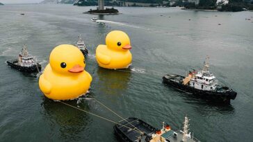 No todos los días ves un pato de goma gigante de 60 pies de altura flotando en las aguas de Hong Kong, y mucho menos dos