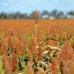 Agricultores australianos 'lideran el mundo' en agricultura sostenible