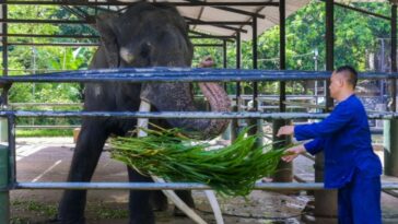 Elefante abandonado aborda vuelo jumbo de regreso a Tailandia