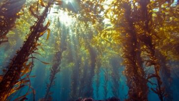 Researchers say kelp act as giant carbon sinks and can help curb global warming.
