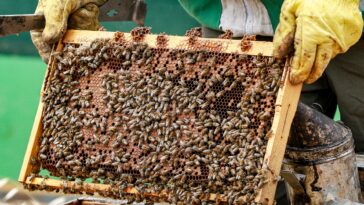 Fotos: los apicultores de Jordania están ocupados a medida que aumenta la demanda de miel