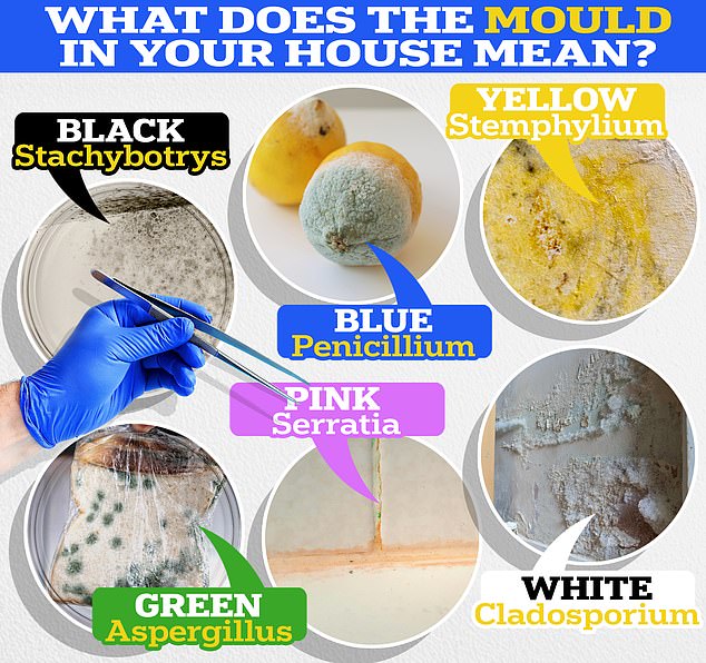 Lo que significa el MOHO en su casa: el gráfico desglosa los diferentes colores de los crecimientos de hongos
