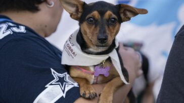 MIRA: ONG mexicana ofrece atención médica gratuita en el Día Internacional del Perro
