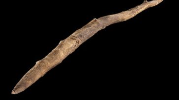 Los primeros humanos cazaban ciervos lanzando un palo de dos puntas a una distancia de al menos 30 metros como un boomerang, sugiere un estudio