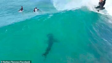 Mientras el gran tiburón blanco se dirige hacia dos competidores desprevenidos, un tercero navega casi por encima de su cabeza sin darse cuenta de que está en la ola justo debajo de él.
