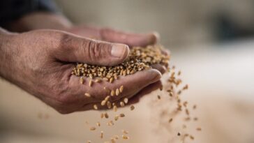Un acuerdo agrícola histórico que garantiza la seguridad alimentaria de decenas de millones expirará el lunes mientras Rusia debate su renovación.