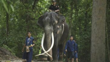 VIDEO: Elefante abandona Sri Lanka y regresa a Tailandia tras disputa diplomática