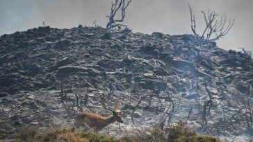 VIDEO: Vea: Tomas aéreas de la devastación de los incendios forestales en la isla griega de Rodas
