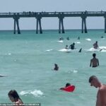 Los bañistas de Florida fueron vistos corriendo desde el océano gritando 'salgan del agua' mientras un enorme tiburón acechaba en las aguas poco profundas que conducían al Día de la Independencia.