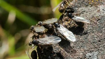 'Día de la hormiga voladora' es un término utilizado para referirse a la temporada, generalmente cuando el clima es húmedo, cuando las reinas aladas toman vuelo (foto de archivo)