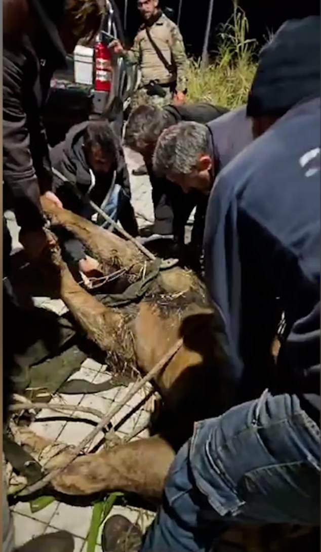 Las imágenes muestran el momento en que un león fue capturado después de escapar de un circo y fue visto caminando por una calle cerca de Roma.