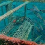 Científicos de Japón y la Universidad Autónoma de Baja California Sur crean arrecife artificial