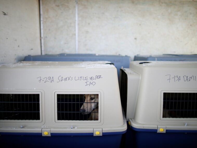 Corea del Sur eliminará la carne de perro del menú