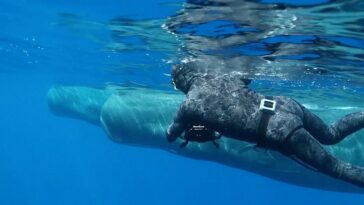 Crean la primera reserva mundial para ballenas que luchan contra el CO2 con sus heces