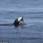 El salvaje vídeo, tomado por una enfermera jubilada convertida en fotógrafa marina, captura el momento en que un gran león marino le arranca el cuello a este tiburón azul.