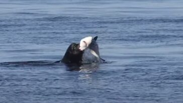 El salvaje vídeo, tomado por una enfermera jubilada convertida en fotógrafa marina, captura el momento en que un gran león marino le arranca el cuello a este tiburón azul.
