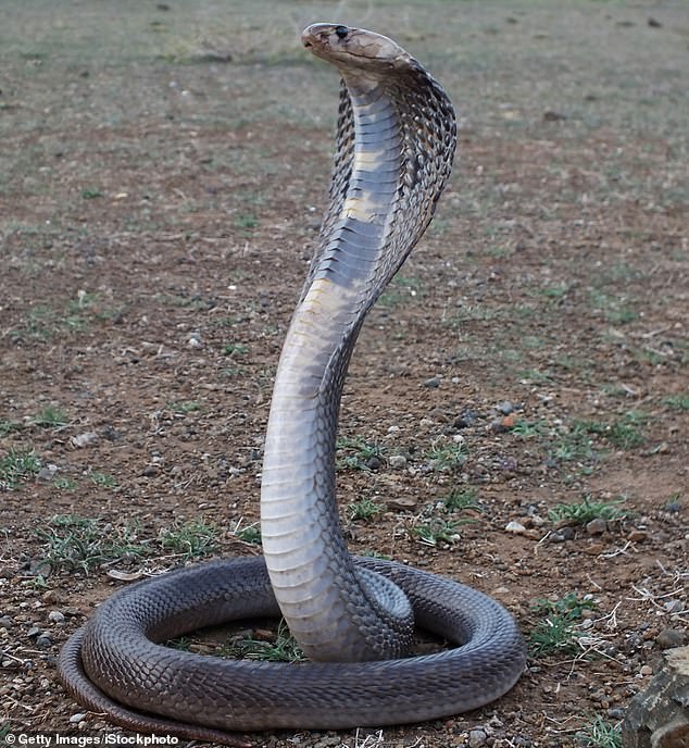 Ganesh les dijo a sus vecinos que una serpiente entró en su casa y mordió a su esposa y a su hijo (foto de archivo)