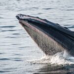 Las ballenas se cargan en BLUR después del lanzamiento aéreo de la temporada 2