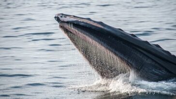 Las ballenas se cargan en BLUR después del lanzamiento aéreo de la temporada 2