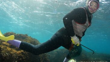 Jeju female divers &apos;haenyeo&apos; listed as FAO agricultural heritage system