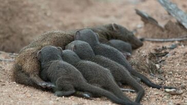 Las crías de mangosta enana emergen de la madriguera de reproducción después de unas semanas y la manada las protegerá mientras sean demasiado pequeñas para valerse por sí mismas.