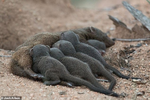 Las crías de mangosta enana emergen de la madriguera de reproducción después de unas semanas y la manada las protegerá mientras sean demasiado pequeñas para valerse por sí mismas.