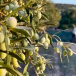 Los ladrones de arboledas apuntan al 'oro líquido' mientras los precios del aceite de oliva se triplican a nivel mundial