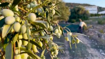 Los ladrones de arboledas apuntan al 'oro líquido' mientras los precios del aceite de oliva se triplican a nivel mundial