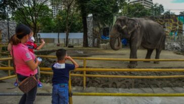 Muere en un zoológico de Filipinas un elefante en el centro de una campaña por los derechos de los animales