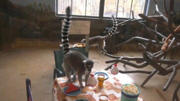 VIDEO: MIRAR: El Zoológico de Brookfield invita a los lémures a una fiesta especial de Acción de Gracias