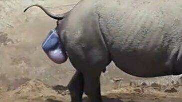 Este conmovedor vídeo muestra el increíble momento en que nació en el zoológico de Chester un rinoceronte negro oriental en peligro crítico de extinción.