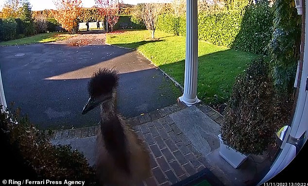 Un emú mascota se dio a la fuga después de escapar de su casa en un pueblo llamado Loose