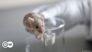 Alemania: el número de animales utilizados en pruebas vuelve a descender