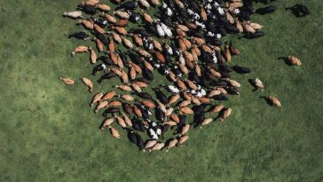 Calls grow for climate finance to support adaptation of sustainable livestock systems in Africa as millions of herds die due to climate change shocks
