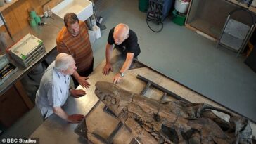 Sir David Attenborough con los expertos en fósiles Steve Etches y Chris Moore examinando el cráneo del pliosaurio en el taller del Museo de la Colección Etches