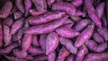 Los alimentos morados son muy populares entre quienes se preocupan por su salud porque contienen antocianinas que reducen la inflamación.  En la foto, montones de batata morada en el mercado de verduras.