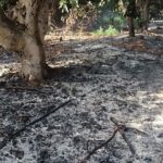Burnt out avocado plantation in Misgav Am  credit; Ofer Moskovich