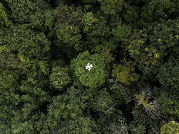 Fotos: Drones ayudan a resolver el enigma de la captura de carbono forestal en Tailandia
