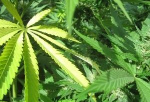 Granada aprobará ley de despenalización de la marihuana en 2024
