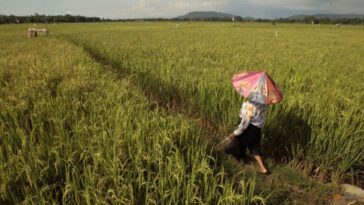 Indonesia llama al ejército para ayudar a los agricultores a plantar arroz mientras la sequía frena la producción