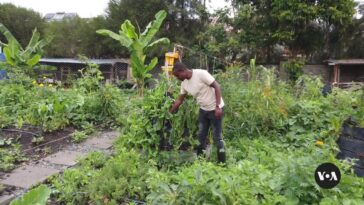 La agricultura urbana en Kenia tiene como objetivo mejorar la seguridad alimentaria en las ciudades