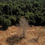 La ganadería es la mayor contribuyente a la deforestación del Amazonas