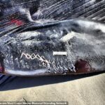 El 10 de diciembre, el cuerpo de una ballena de aleta juvenil de 52 pies de largo apareció varado en Pacific Beach con cicatrices en zigzag y rayas.