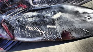 El 10 de diciembre, el cuerpo de una ballena de aleta juvenil de 52 pies de largo apareció varado en Pacific Beach con cicatrices en zigzag y rayas.