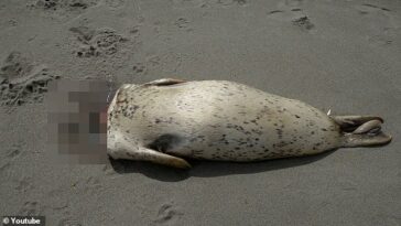 Desde 2016 se han encontrado docenas de crías de foca muertas con